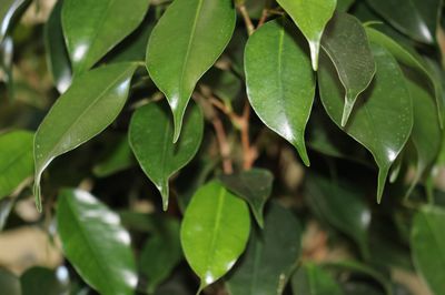 Ficus vermehren - Die verschiedenen Mglichkeiten fr die Vermehrung von Zimmerfeigen