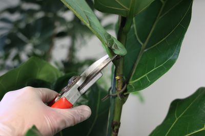 Ficus schneiden: Wann ist der richtige Zeitpunkt?