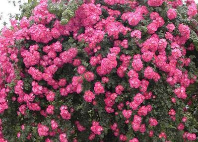 Ramblerrosen pflanzen, pflegen und schneiden - die Lubera Anleitung fr Ramblerrosen