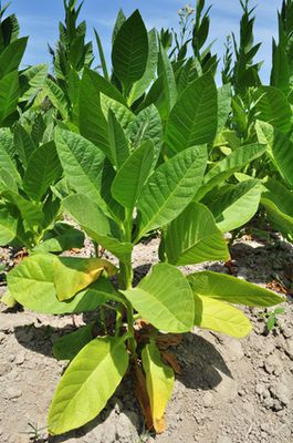 Tabak anbauen im Garten: Anleitung