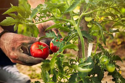 Tomaten pflanzen &#8211; Lubera Tomatenratgeber zu Anbau, Pflege und Ernte