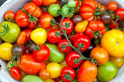 Tomatensorten-Liste: bersicht mit alten, guten & ausgefallenen Sorten