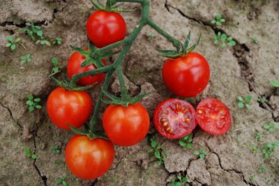 Tomaten sen - den Samen legen fr das Sommerglck