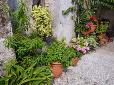 Die schnsten Kbelpflanzen fr Terrasse und Balkon