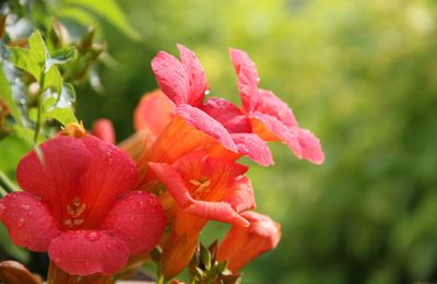 Trompetenblume (Campsis) pflegen, schneiden, vermehren und berwintern