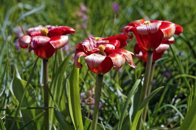 Was ist zu tun, wenn Tulpen verblht sind?