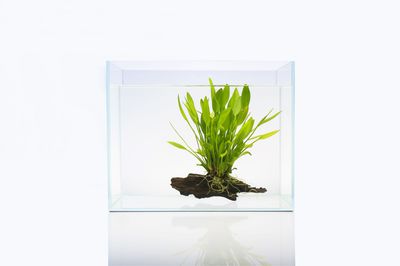 Wasserpflanzen im Glas pflegen &ndash; das muss ich beachten