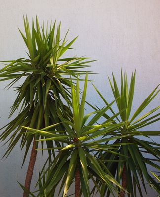 Was kann man tun, wenn die Yucca Palme braune Spitzen hat?