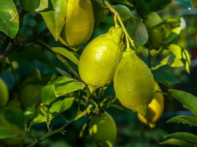 Die Zitrone berwintern - eine Schritt-fr-Schritt-Anleitung