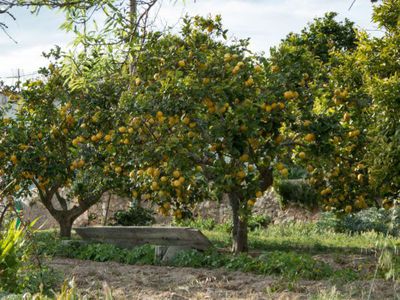 Den Citrus limon pflanzen, pflegen und berwintern