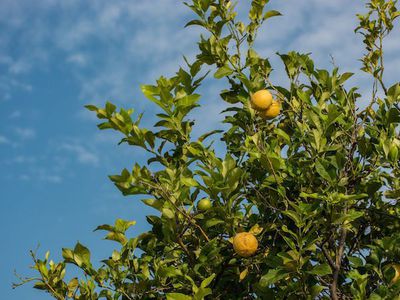 Mein Zitronenbaum verliert Bltter - Ursachen und Sofortmanahmen