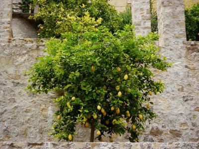Zitronenbaum schneiden - eine Schritt-fr-Schritt-Anleitung