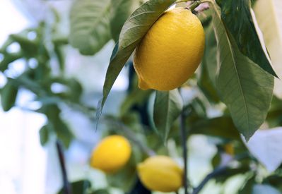 So knnen Sie Zitronenbaum Krankheiten erkennen und behandeln
