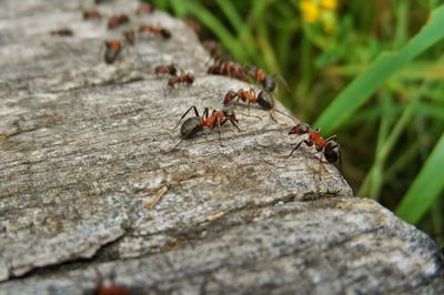 Ameisen im Garten oder Blumentopf - Schdlinge oder Ntzlinge?