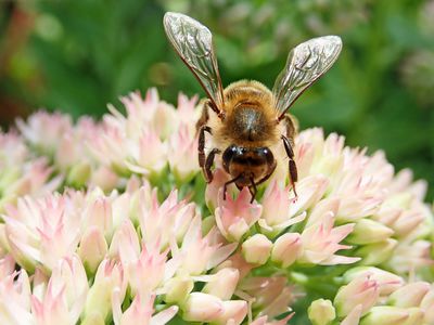 Insektenfreundliche Stauden: Ein Bltenmeer fr Insekten, Bienen, Schmetterlinge und Hummeln pflanzen