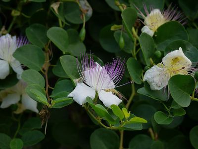 Der Kapernstrauch Capparis spinosa - gengsam und aromatisch
