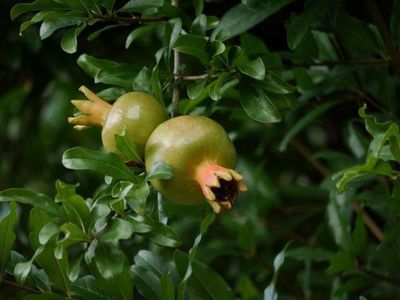 Punica granatum - der Granatapfelbaum