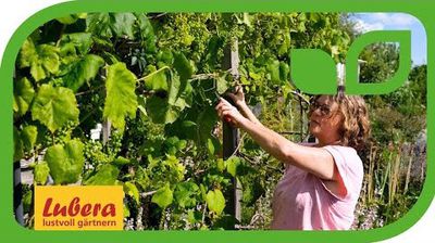 Video: Weinreben schneiden im Frhjahr und im Sommer