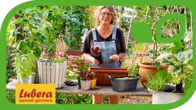 Balkongemse anbauen: Sortentipps fr die Ernte auf kleinem Raum