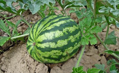 Melonen pflegen - 10 Tipps fr eine erfolgreiche Ernte