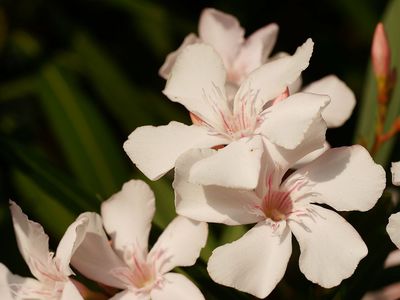 Den Oleander dngen - gesunde Pflanzen, viele Blten