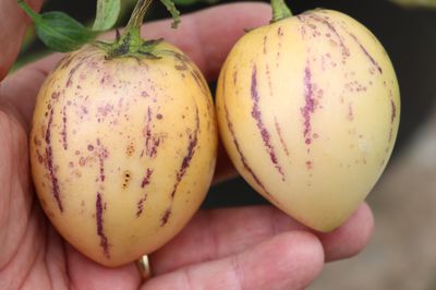 Pepino pflanzen, pflegen und ernten - Der Melonenbirnenratgeber von Lubera