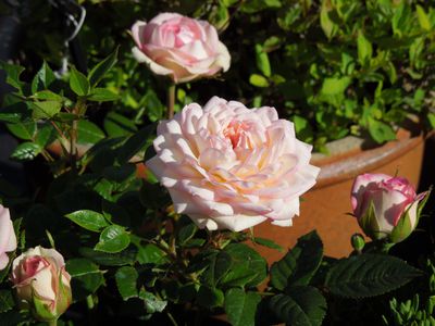 Rosen im Topf - die Lubera Kulturanleitung fr Topfrosen