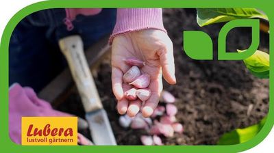 Video: Knoblauch stecken - Tipps fr den Anbau im Herbst