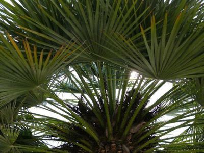 Trachycarpus fortunei - die Palme fr jeden Garten