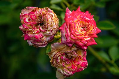 Verblhte Rosen schneiden - der Sommerschnitt bei Rosen