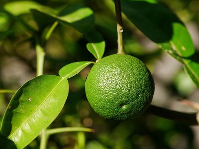 Die Yuzu Pflanze - ein winterharter Zitronenbaum fr fast jeden Garten