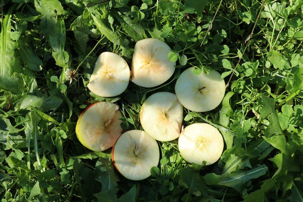 Diversitt und Zchtung Faibella Apfel ohne Samen Malus Lubera