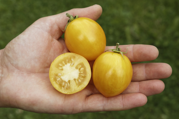 Balkontomate Tigerette Cherry Tomate, Balkongemse anbauen