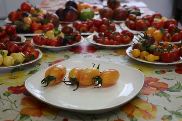 Heirloom Tomate Blush (Solanum lycopersicum) Lubera