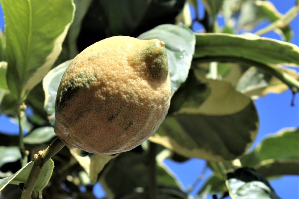 Zitronensorten Rosafleischige und buntlaubige Zitrone Citrus limon foliis variegatis sanguineum