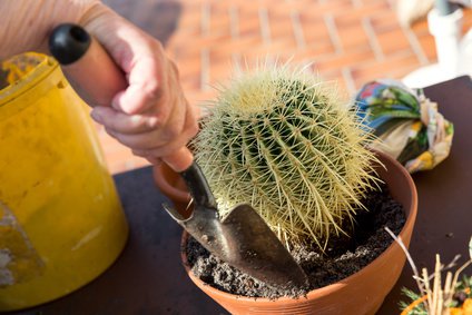 Kaktus bekommt frische Kakteenerde