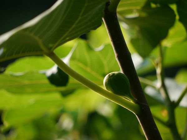 Feigenbaum im Kbel: Auch so knnen Feigen geerntet werden