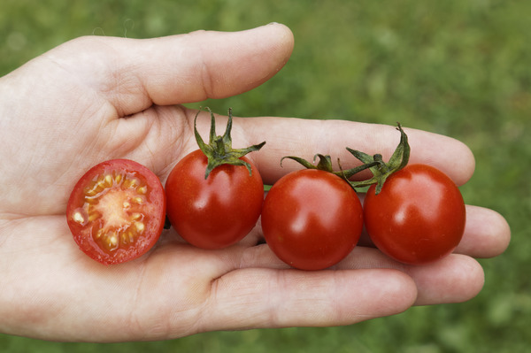 Resi, tomatensamen gewinnen