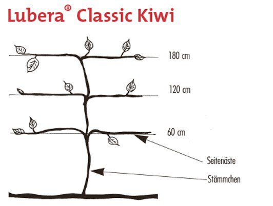 Kiwibaum Kulturanleitung Classic Kiwi, kiwi schneiden