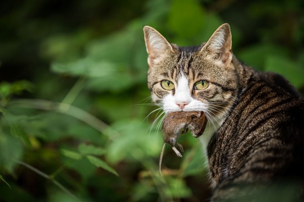 Katzen können sich beim Verzehr von Mäusen infizieren