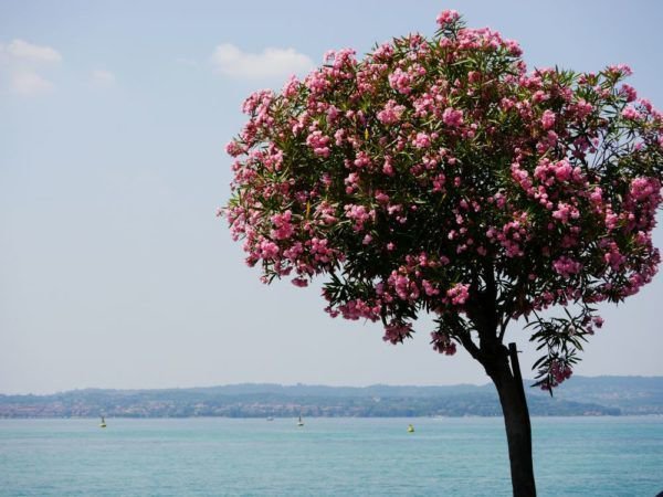 Bild: blhender Oleander am Gardasee