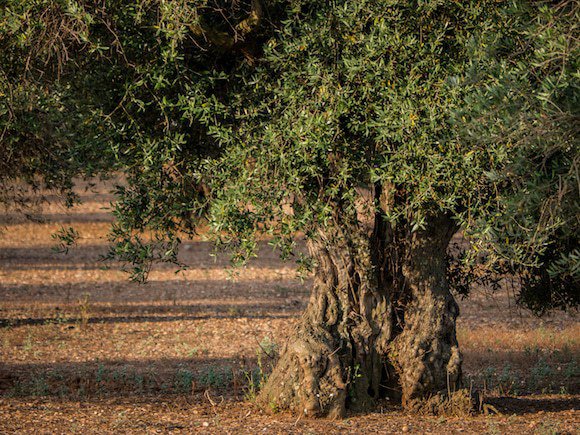Alte Olivenbume sollte man nicht verpflanzen