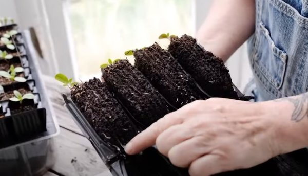 Gartenvideo, Roottrainer, Anzuchttpfe selber machen