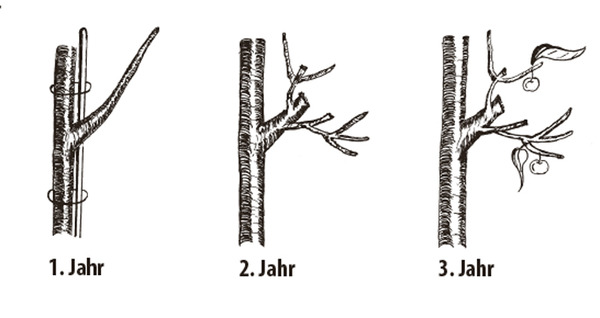 Säulenapfelbaum schneiden - Vorgehensweise