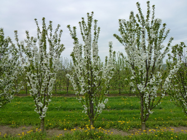 Kirschbaum pflanzen Fruttini Jachim Sulen-Sauerkirsche Blte Lubera