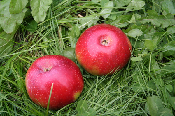 süsse Apfelsorten Lubera Apfel Malini Pronto 