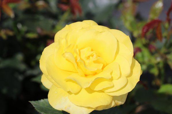 Rose Friesia Rosenbeet