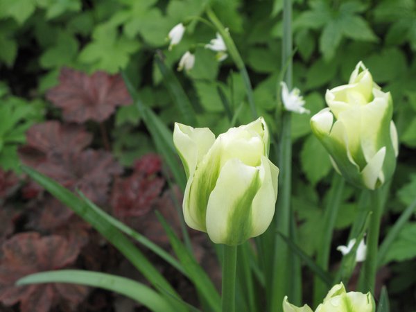 Tulpen Bltezeit Viridiflora tulpe grne Tulpe Spring Green Lubera