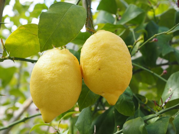 Citus limon, Limone Ovale di Sorrento - sie muss hell berwintern