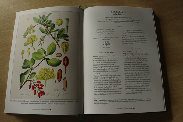 Buch Wildes Obst Hans-Joachim Albrecht Zeichnungen